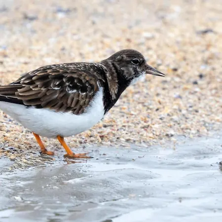 Shalom, Hus Blinkfuer 202