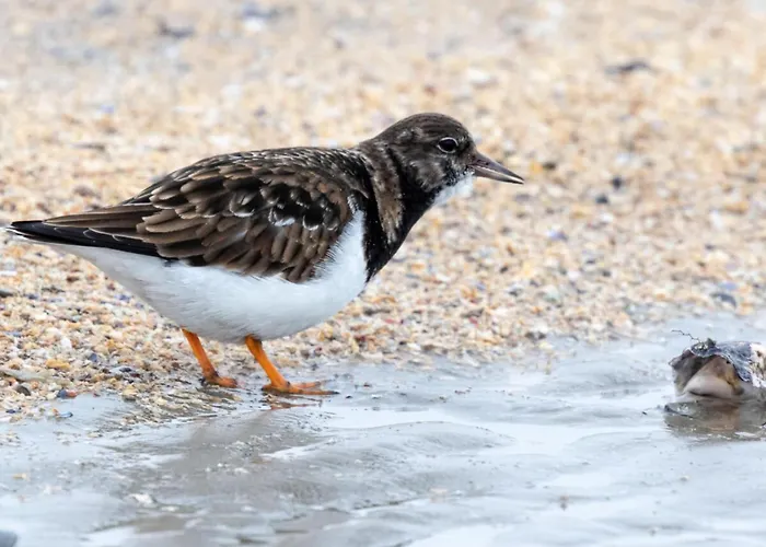 Shalom, Hus Blinkfuer 202